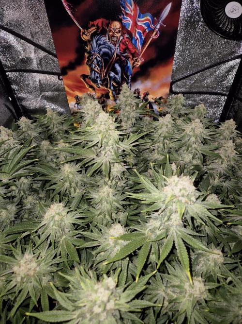 Mimosa Evo. Week 18