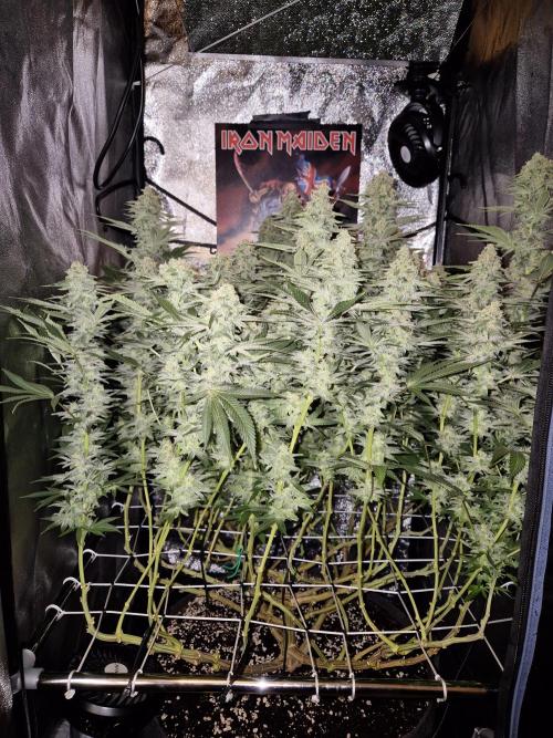Mimosa Evo. Week 18