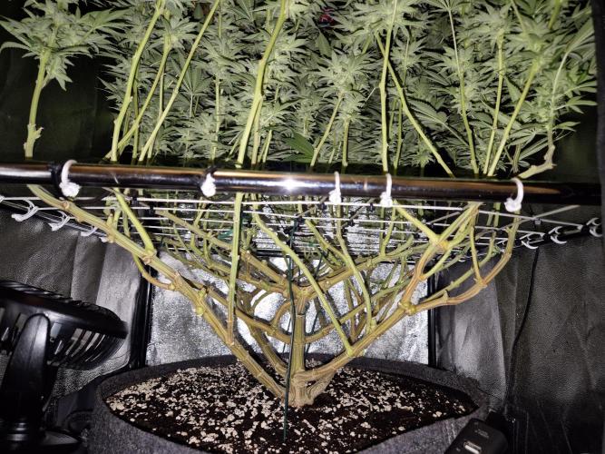 Mimosa Evo. Week 18