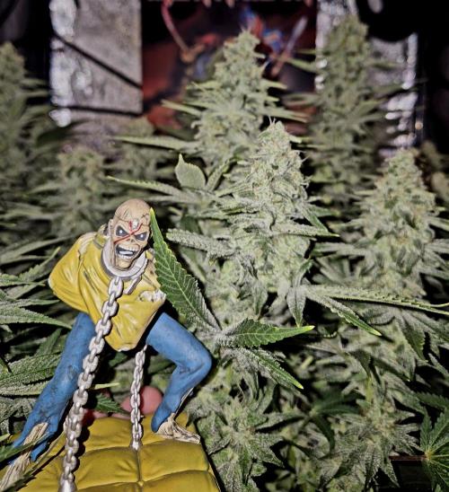 Mimosa Evo. Week 18