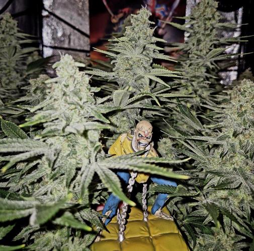 Mimosa Evo. Week 18