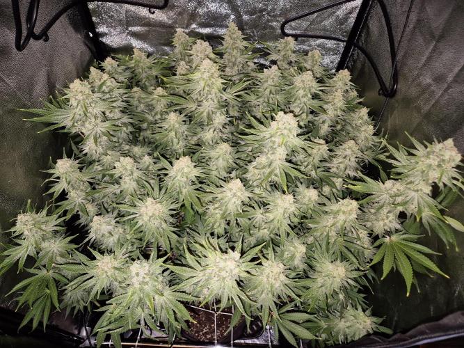 Mimosa Evo. Week 19