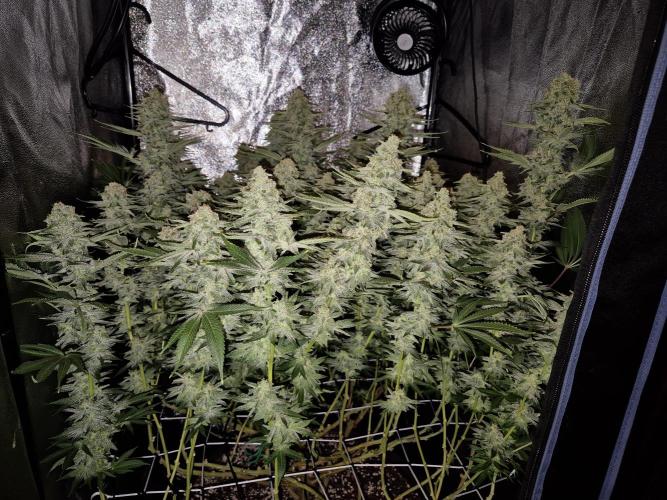 Mimosa Evo. Week 19