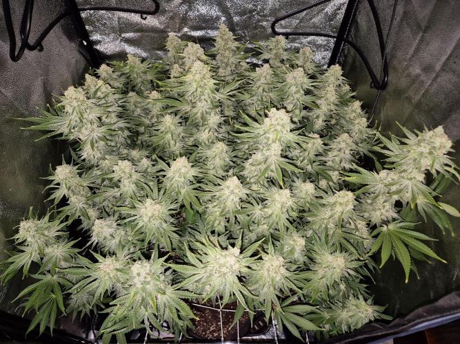 Mimosa Evo. Week 19
