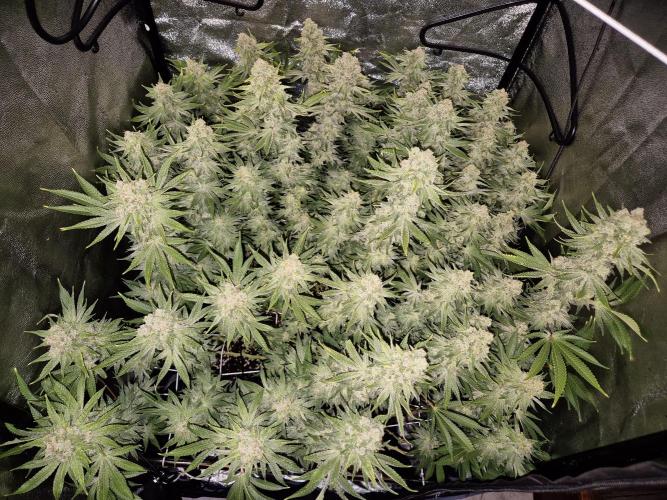 Mimosa Evo. Week 20