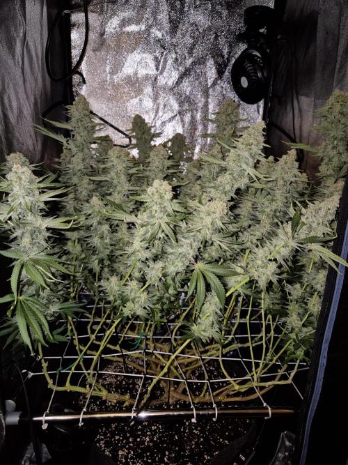 Mimosa Evo. Week 20