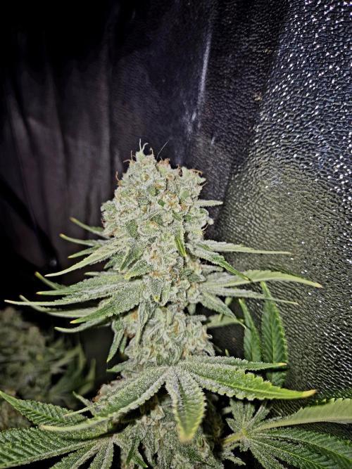 Mimosa Evo. Week 20