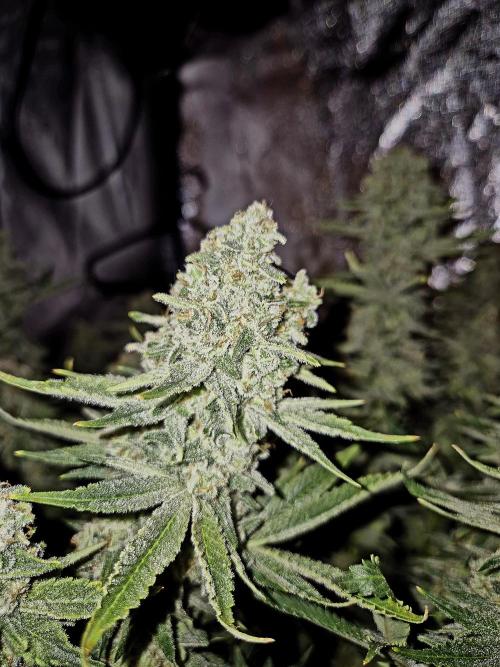 Mimosa Evo. Week 20