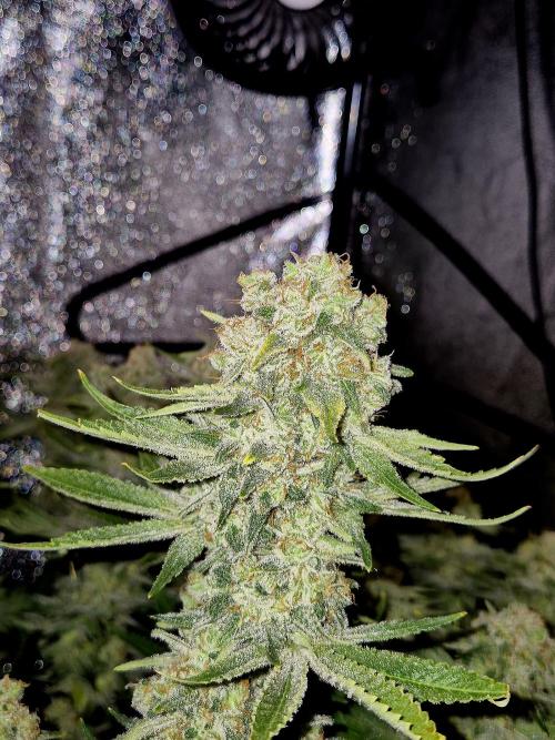 Mimosa Evo. Week 20