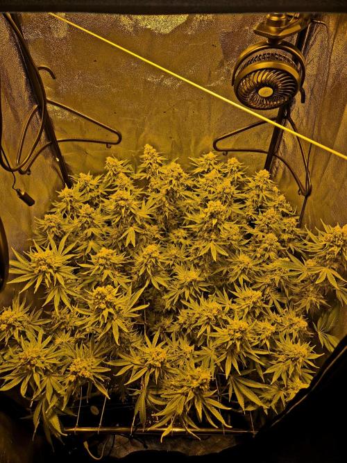 Mimosa Evo. Week 20