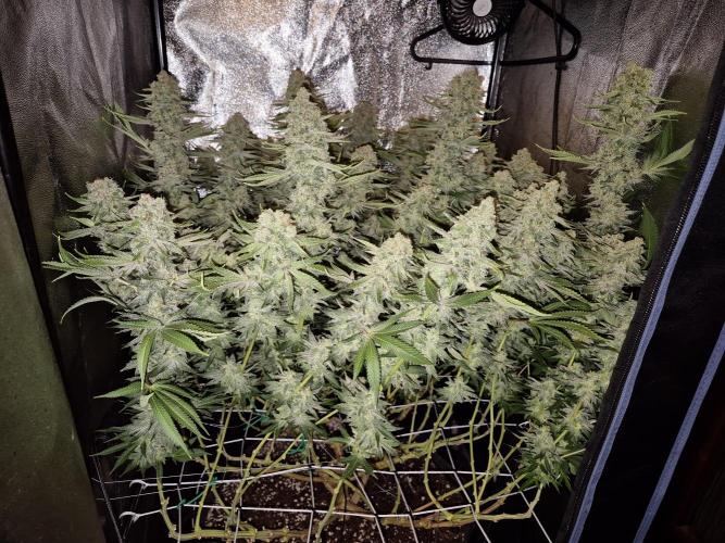 Mimosa Evo. Week 21
