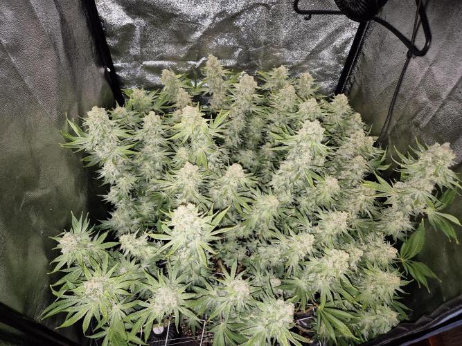 Mimosa Evo. Week 21