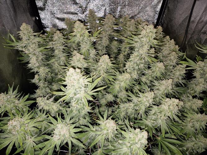 Mimosa Evo. Week 21