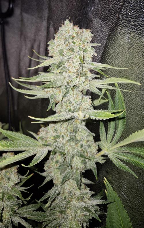 Mimosa Evo. Week 21