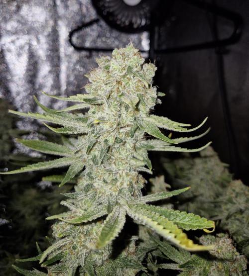 Mimosa Evo. Week 21