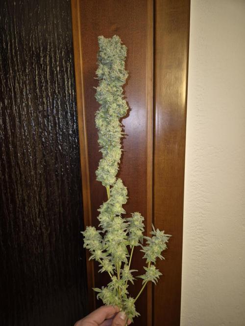 Mimosa Evo. Week 21