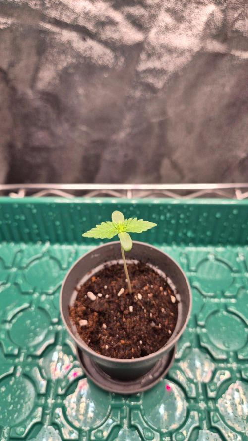 Mimosa Evo #2. Week 0