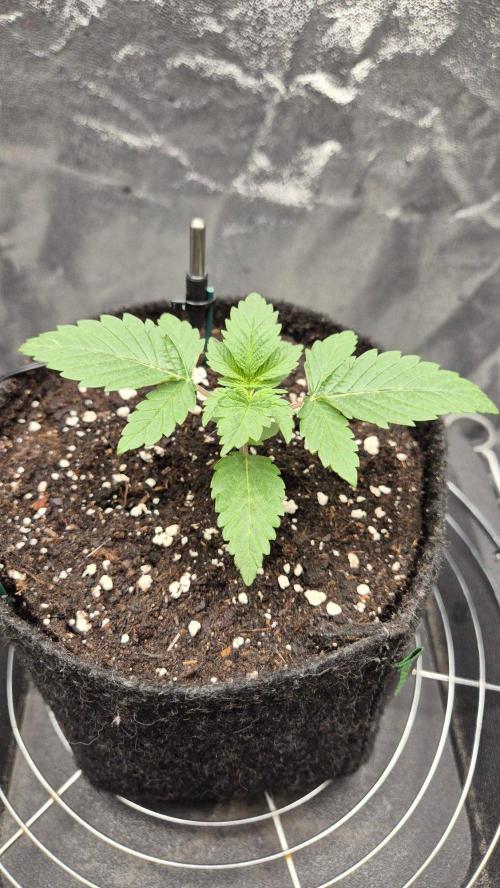 Mimosa Evo. Week 1