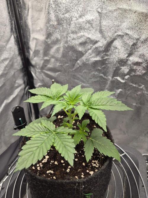 Mimosa Evo. Week 2