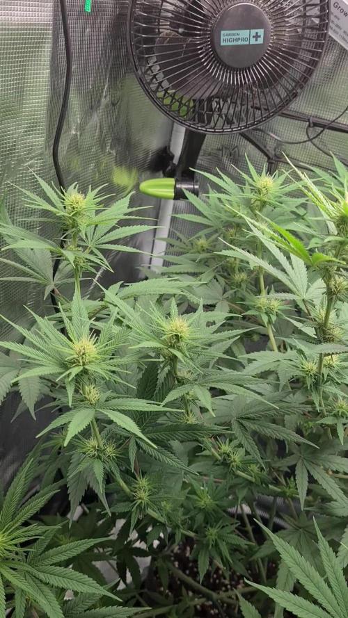 Royal Medic CBD