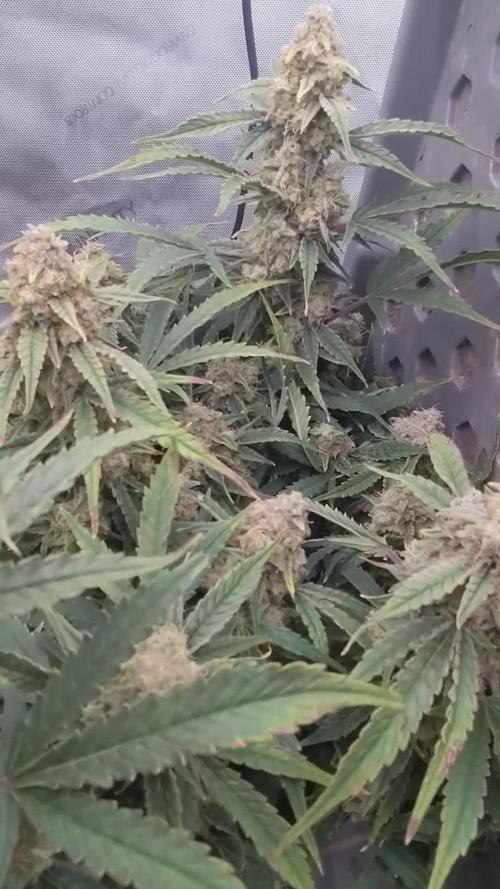 Cheese Auto