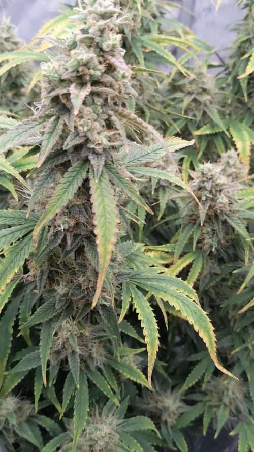 Blue Dream Auto