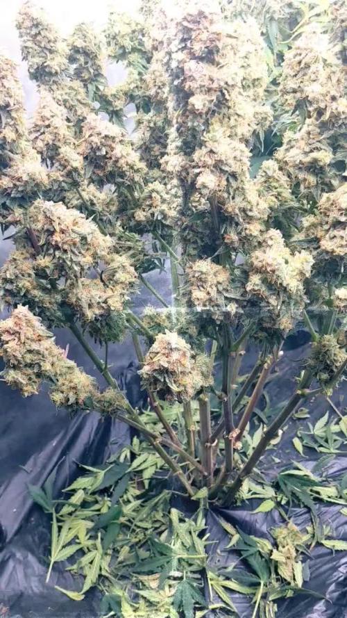 Cheese Auto