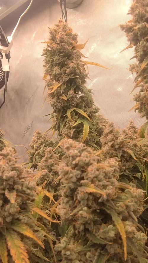 Blue Dream Auto