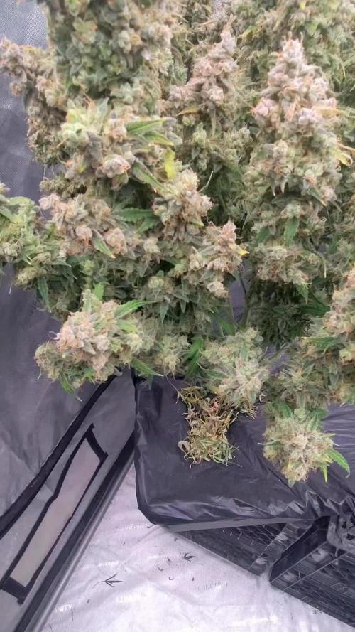 Blue Dream Auto
