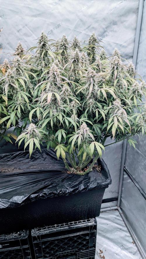 Amherst Diesel Auto. Week 12 - Day 78