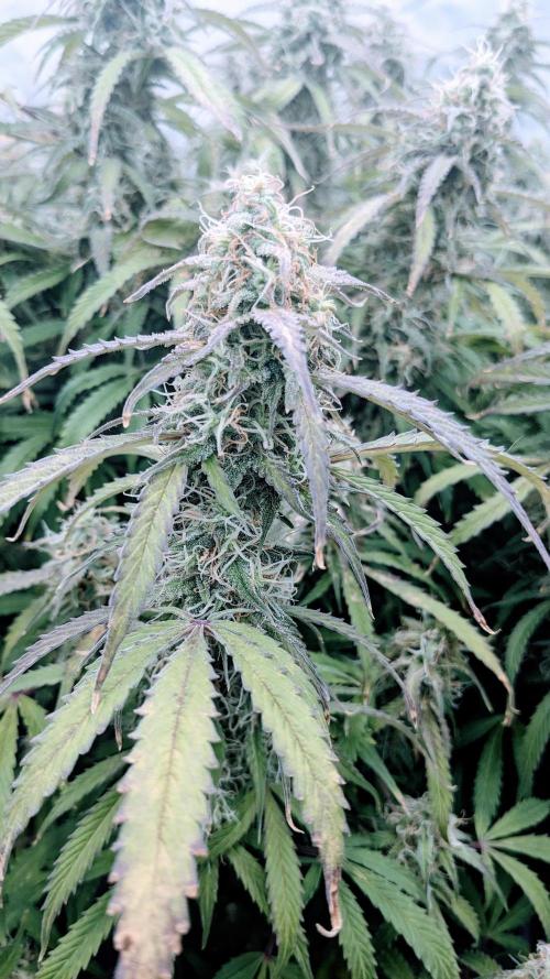 Amherst Diesel Auto. Week 12 - Day 78