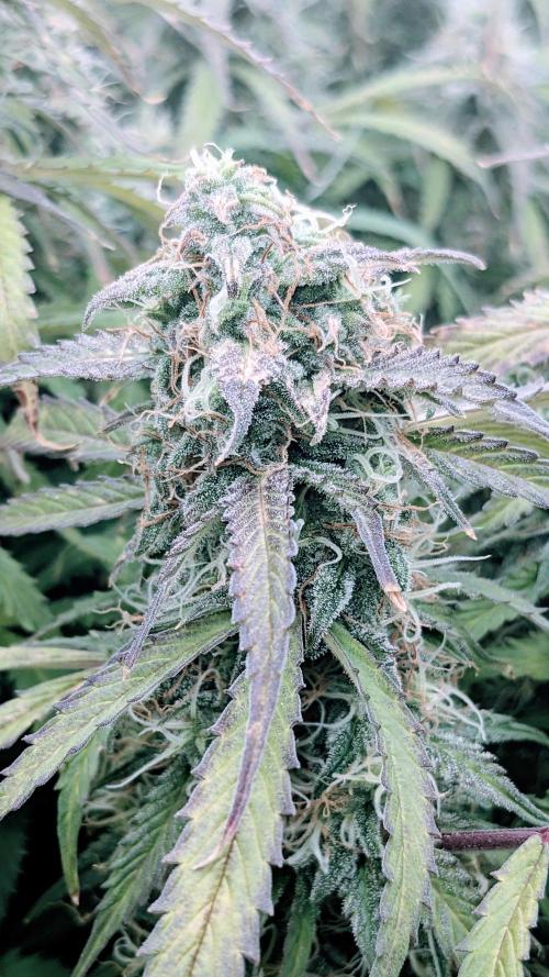 Amherst Diesel Auto. Week 12 - Day 78