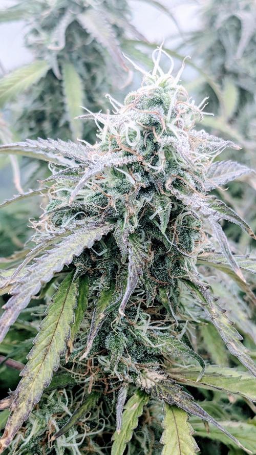 Amherst Diesel Auto. Week 12 - Day 78