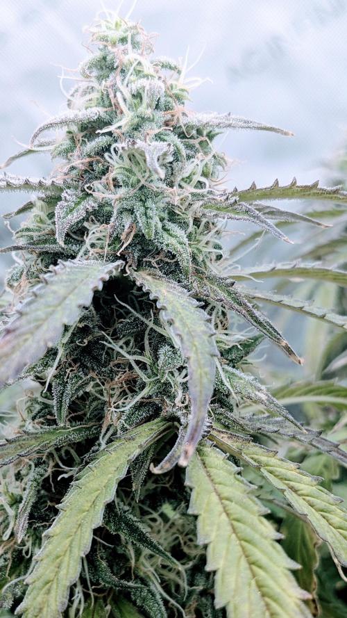 Amherst Diesel Auto. Week 12 - Day 78