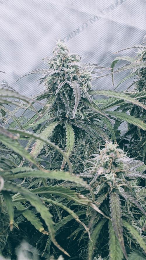 Amherst Diesel Auto. Week 12 - Day 78