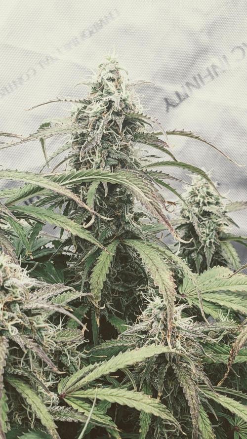 Amherst Diesel Auto. Week 12 - Day 78