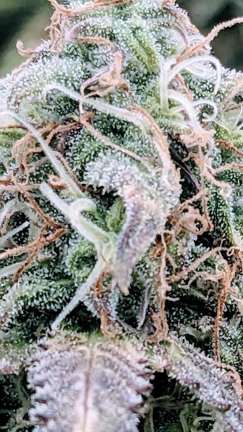 Amherst Diesel Auto. Week 12 - Day 78