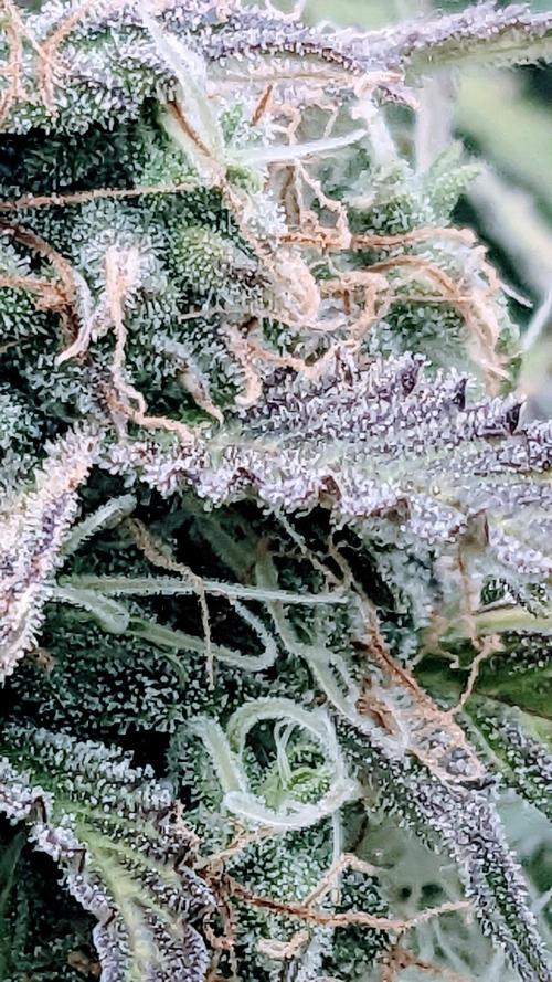 Amherst Diesel Auto. Week 12 - Day 78