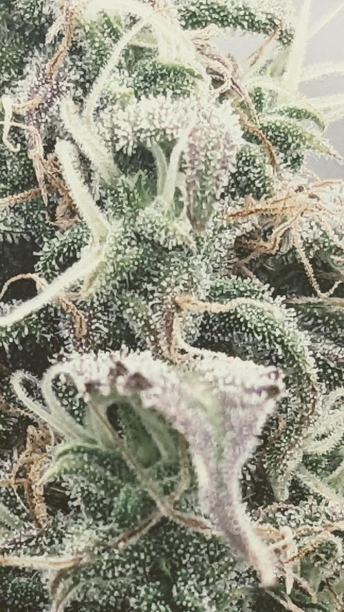 Amherst Diesel Auto. Week 12 - Day 78