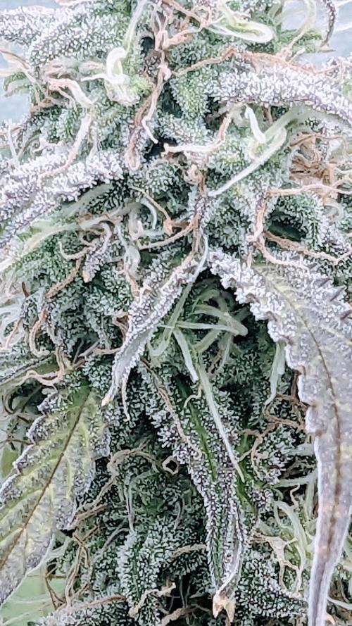 Amherst Diesel Auto. Week 12 - Day 78