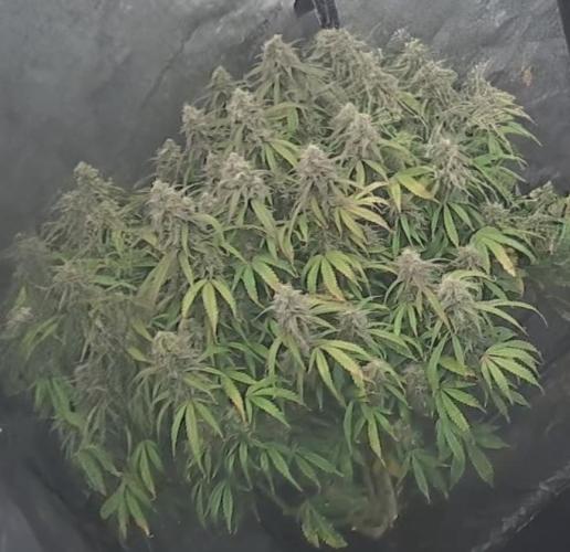 Amherst Diesel Auto. Week 13 - Day 84