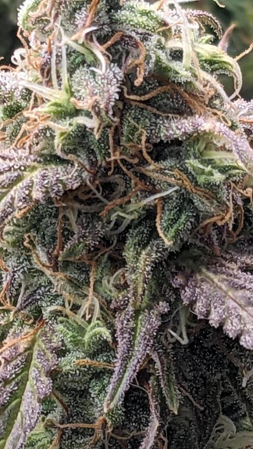 Amherst Diesel Auto. Week 13 - 84