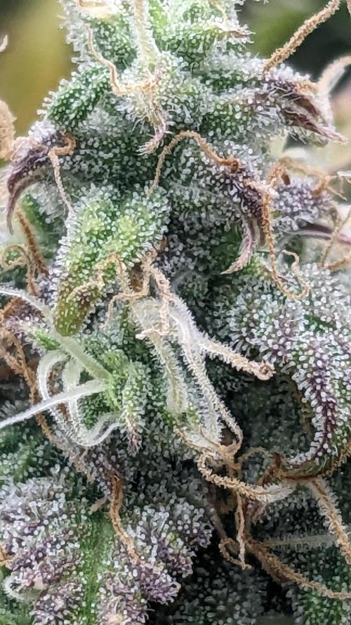 Amherst Diesel Auto. Week 13 - 84