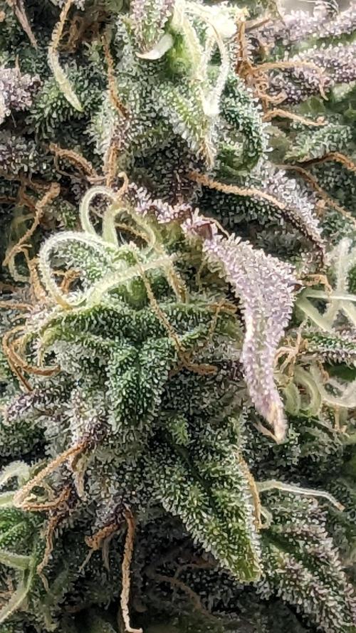 Amherst Diesel Auto. Week 13 - 84