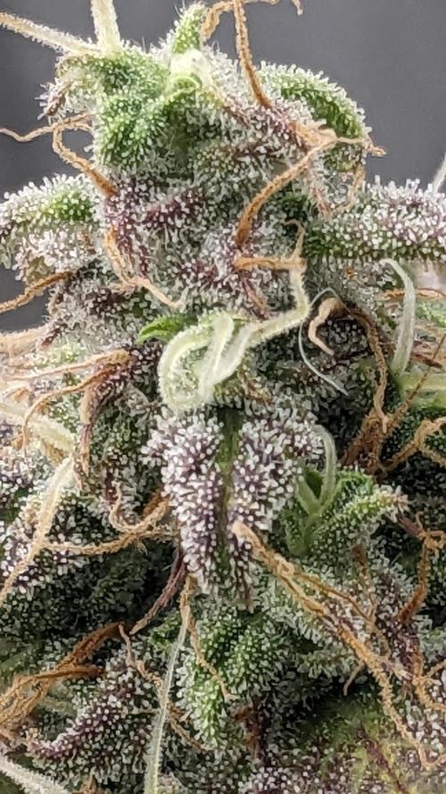 Amherst Diesel Auto. Week 13 - 84