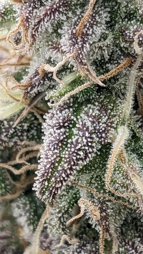 Amherst Diesel Auto. Week 13 - 84