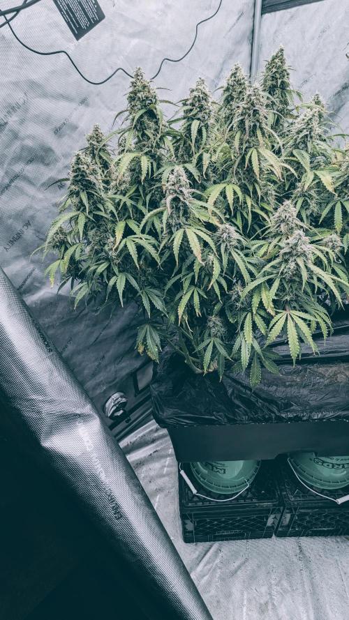 Amherst Diesel Auto. Week 13 - 88