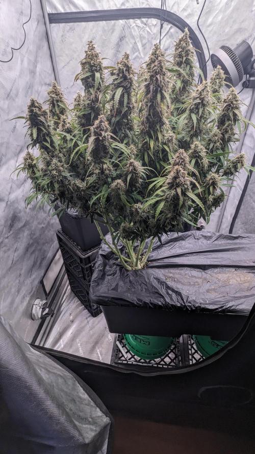 Amherst Diesel Auto. Week 13 - 91