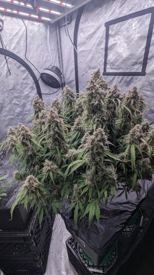 Amherst Diesel Auto. Week 13 - 91