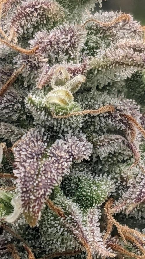 Amherst Diesel Auto. Week 13 - 91